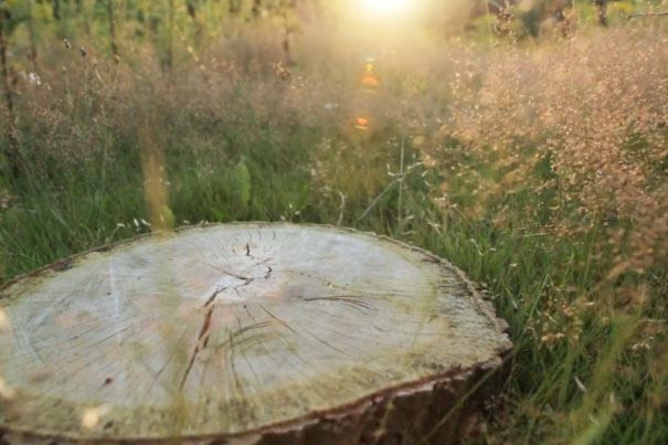 Natuurbegraven Schoorsveld